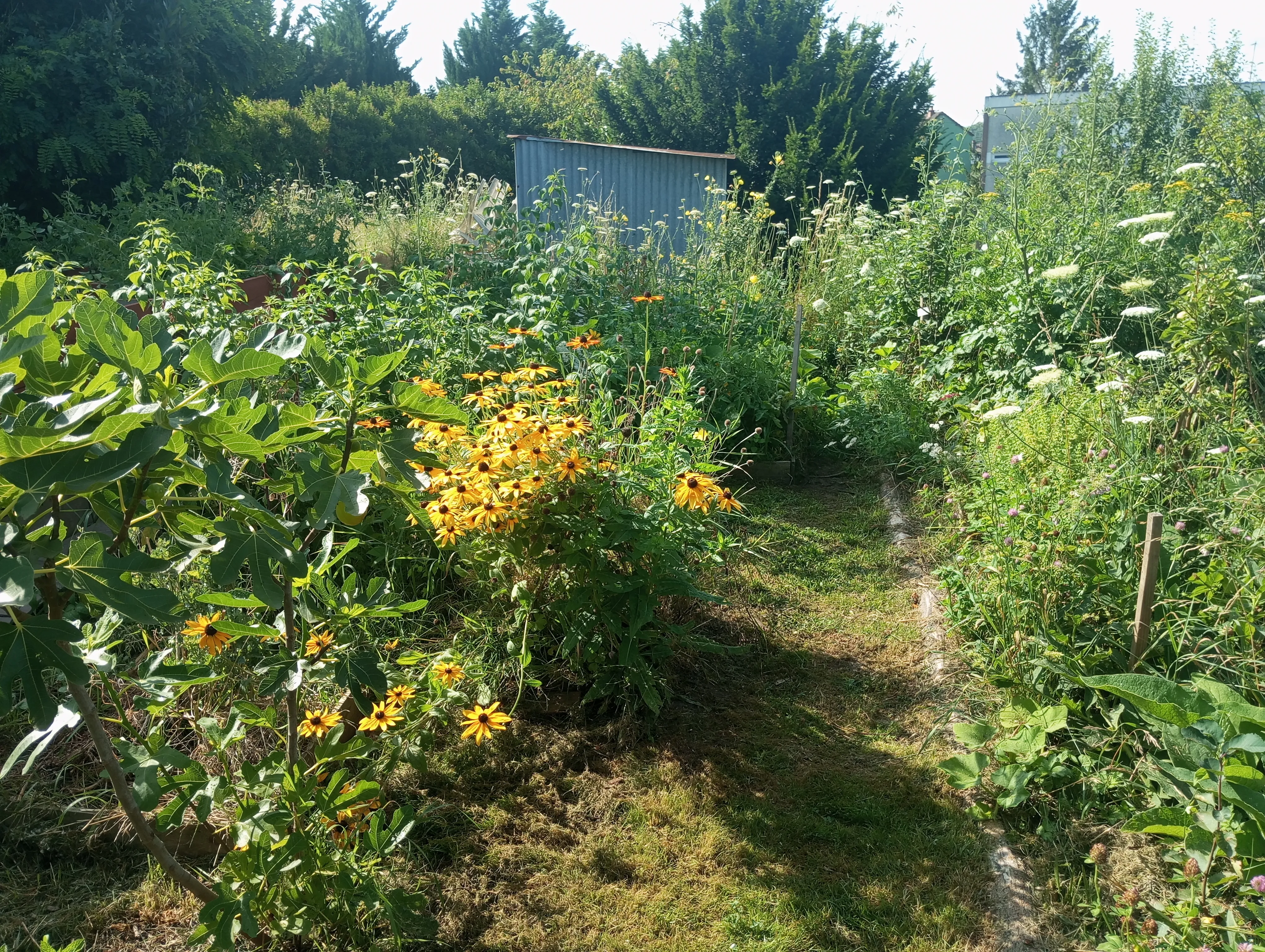 Jardin-forêt urbain de 150 m² au Creusot