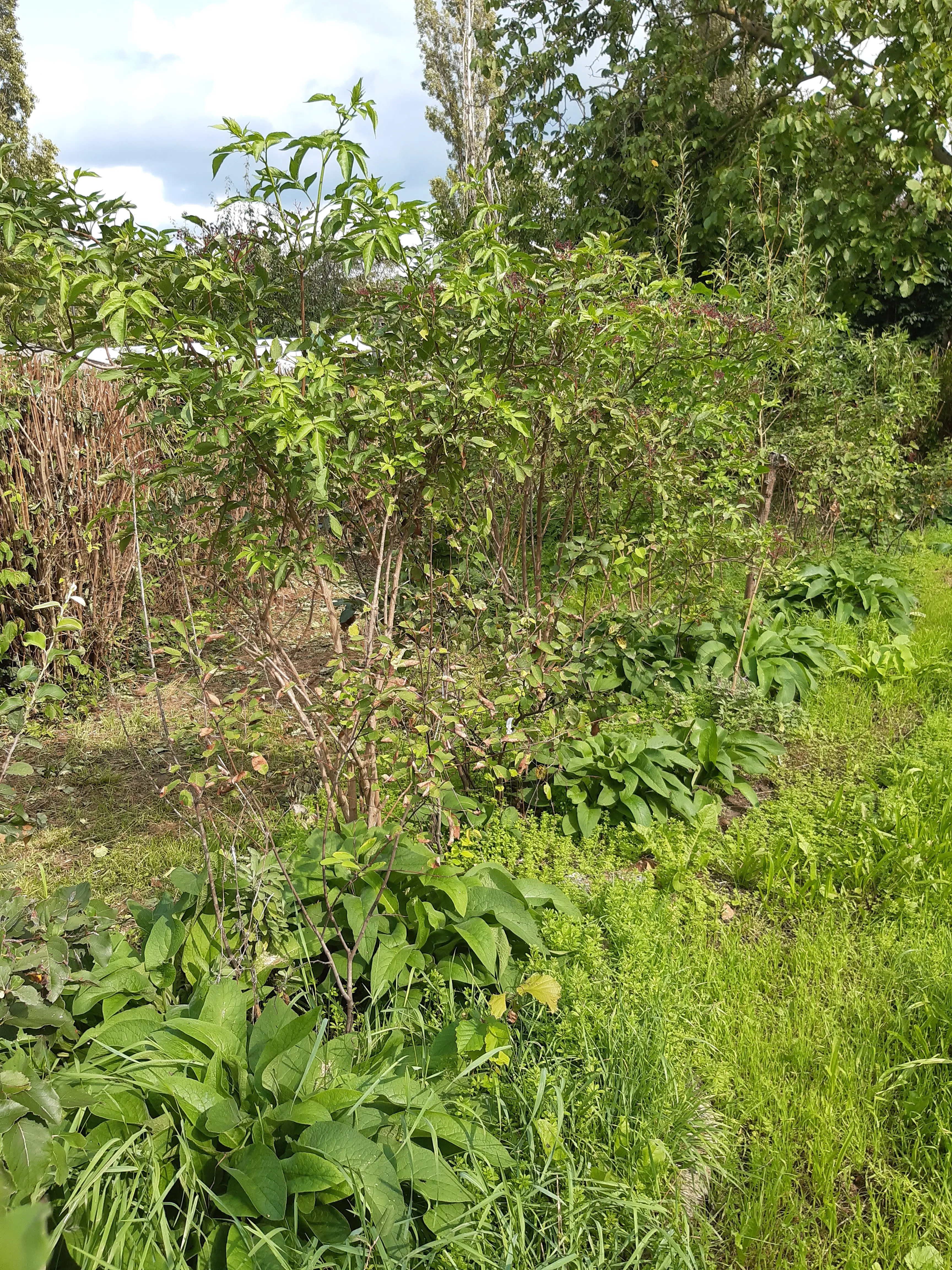 Jardin Le Relais, Strasbourg — vue du projet