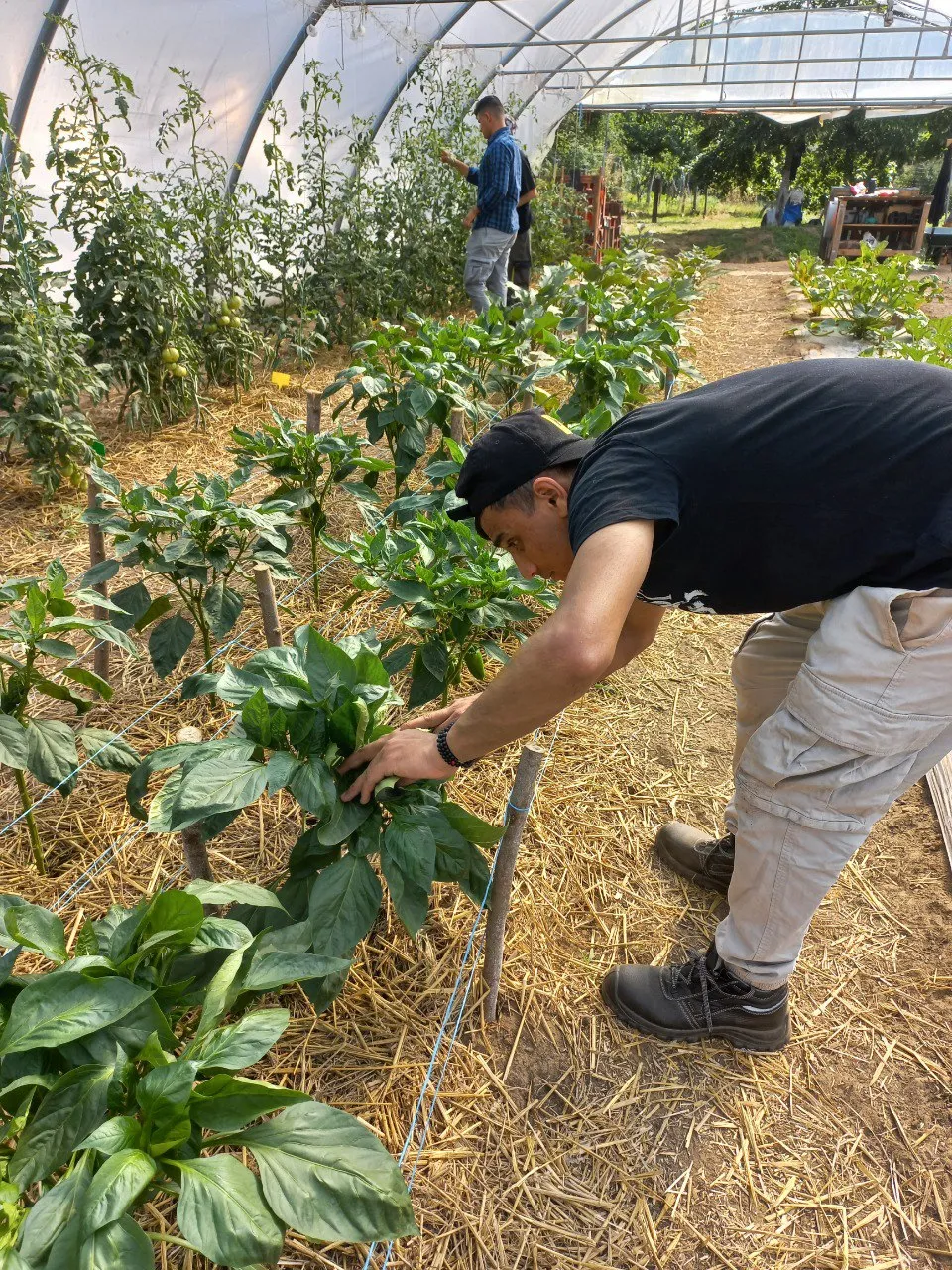 Formation agroécologie urbaine, CAPA / PLIE — vue du projet